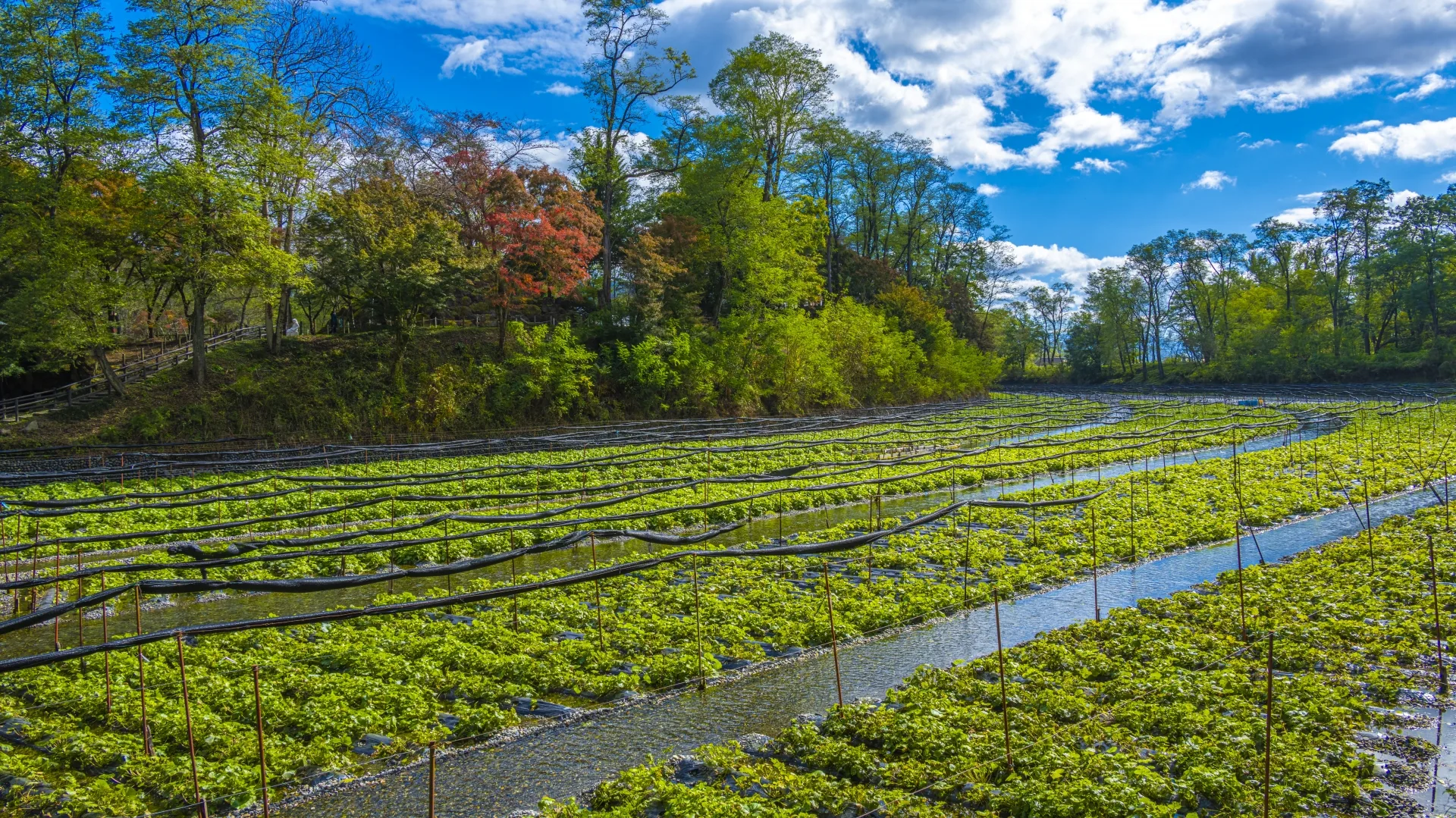matsumoto-azumino-castles-cycling-traditions-day2-azumino-daio-wasabi-farm-04