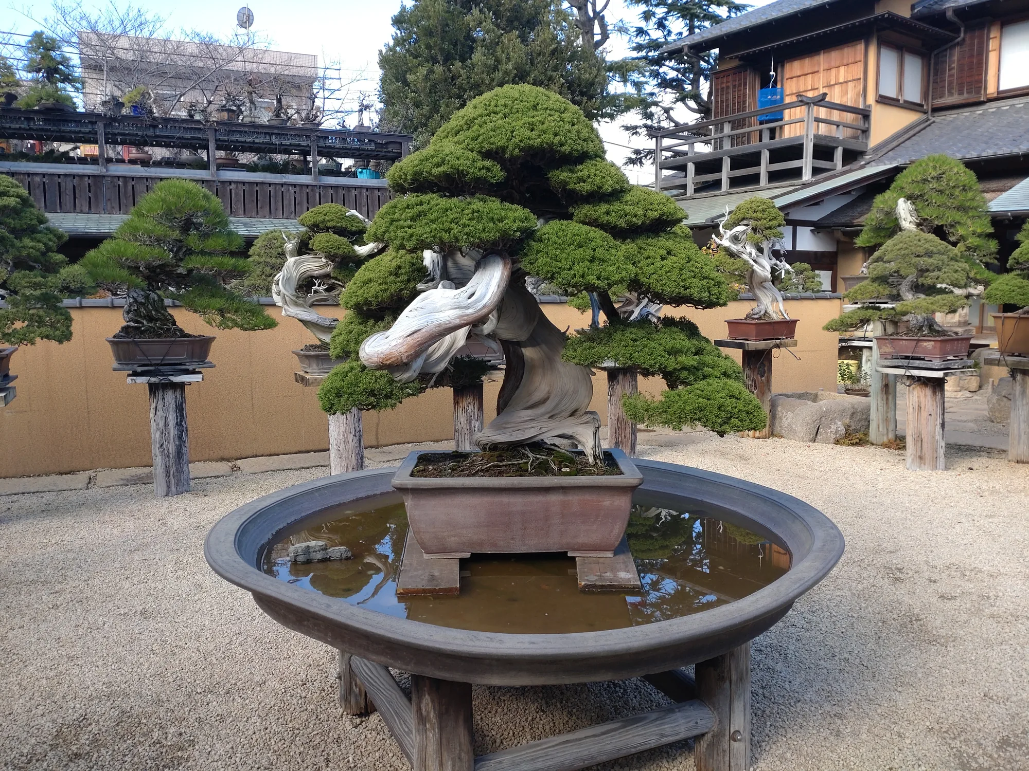 nikko-master-craft-bonsai-bamboo-day1-02