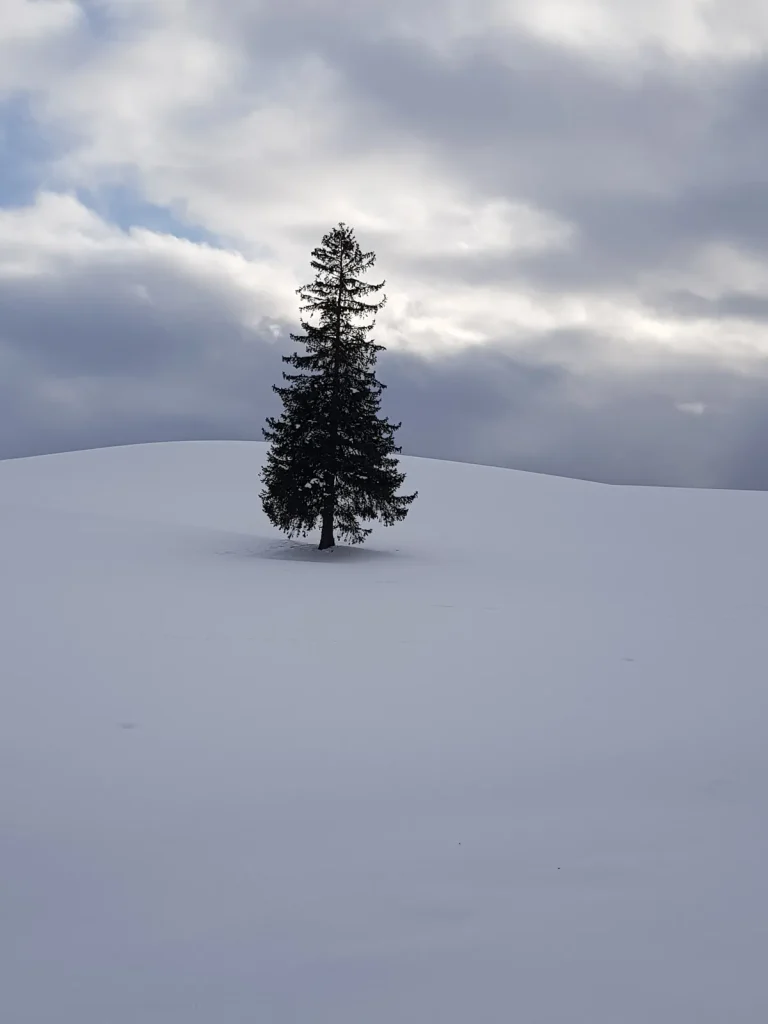 Illuminated Christmas tree in the snow at Biei/Furano, Hokkaido