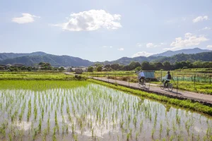 hj-kyoto-cycling-golden-pavilion-geisha-day1-02-cycling-rice-fields-1