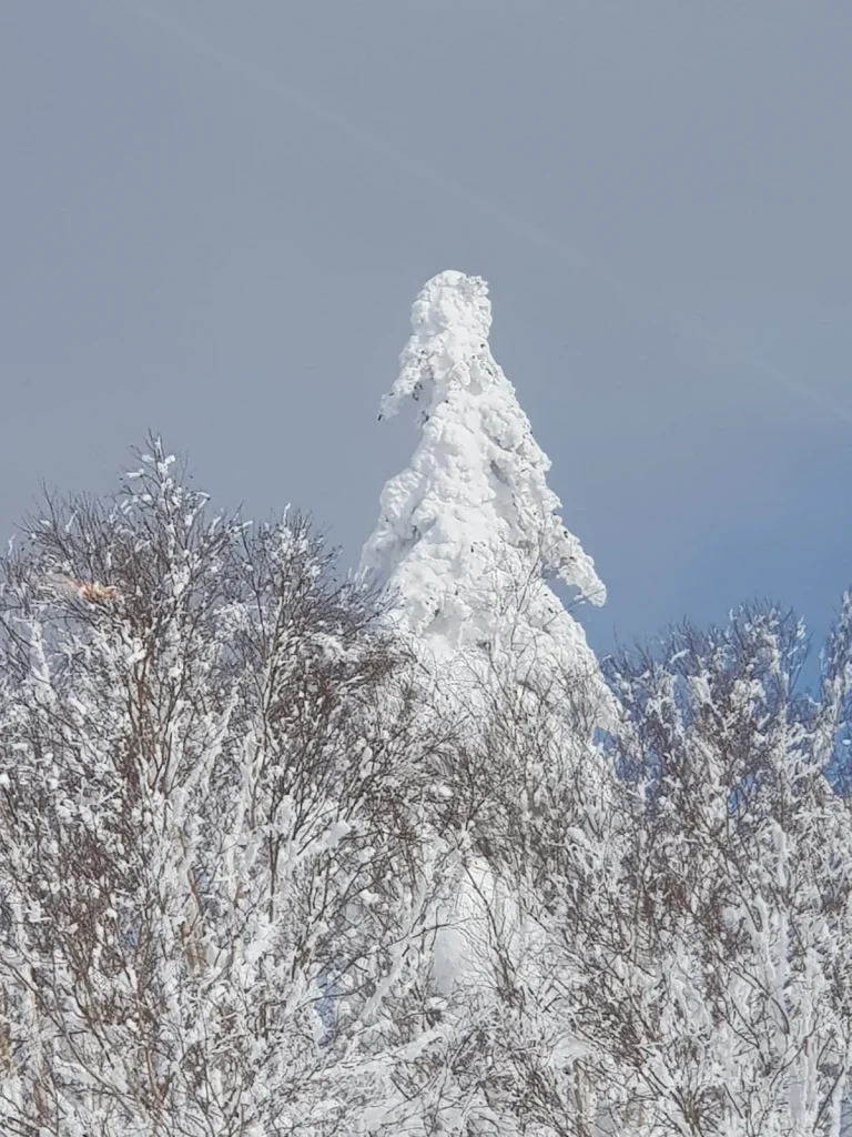 Snow monsters (frost-covered trees) lit up at night, Shiga Kogen