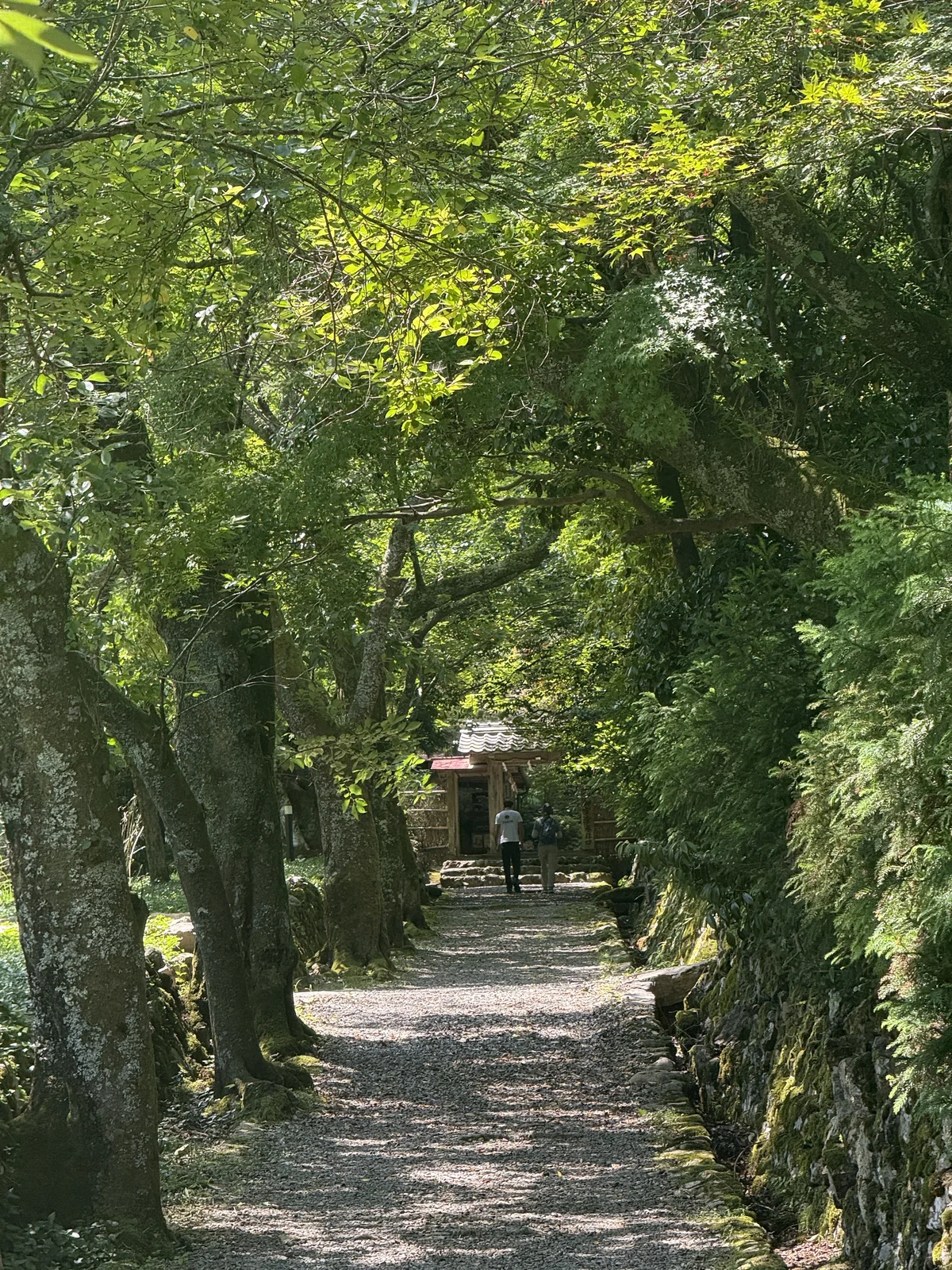 A moss-covered stone-walled path leading through trees at Jingu-ji