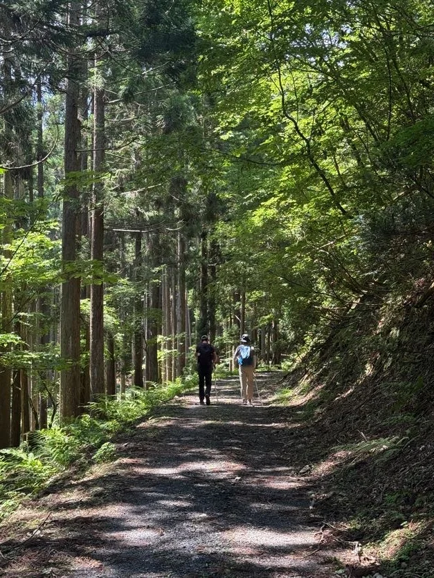 Two hikers walking a gravel logging road through cedar forest near Kuta