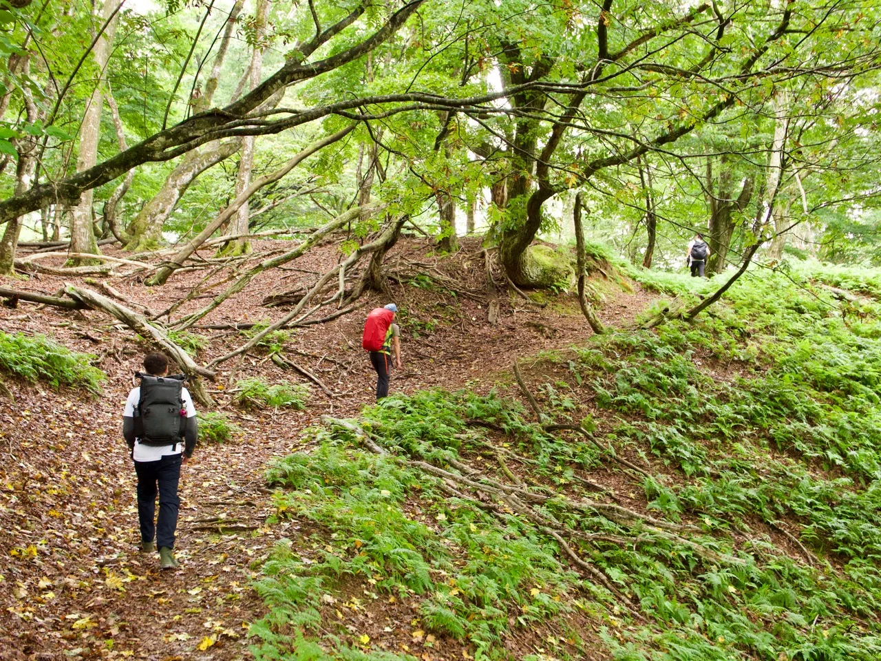 Hikers in the deciduous forest on the Saba Kaido above Kuta